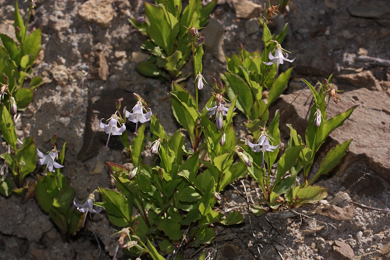 Pale bellflower: Pale Bellflower Viewpoint location: Juniper Ridge Trail 261 Dark Divide Viewpoint elevation: 1510 meter (4954 ft) Location source: Garmin GPSmap 60CSx Location