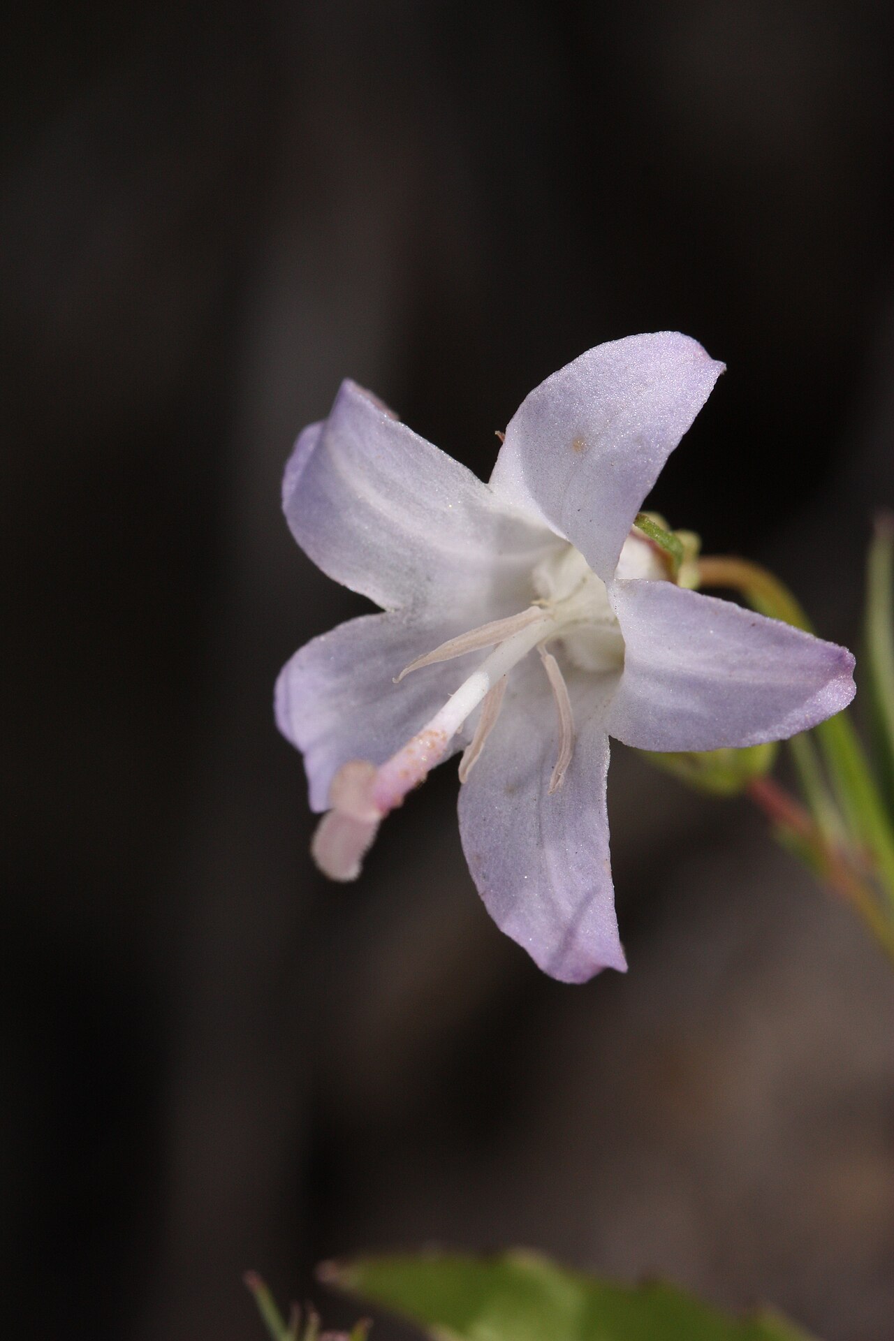 Pale bellflower: Pale Bellflower Viewpoint location: Juniper Ridge Trail 261 Dark Divide Viewpoint elevation: 1508 meter (4948 ft) Location source: Garmin GPSmap 60CSx Location
