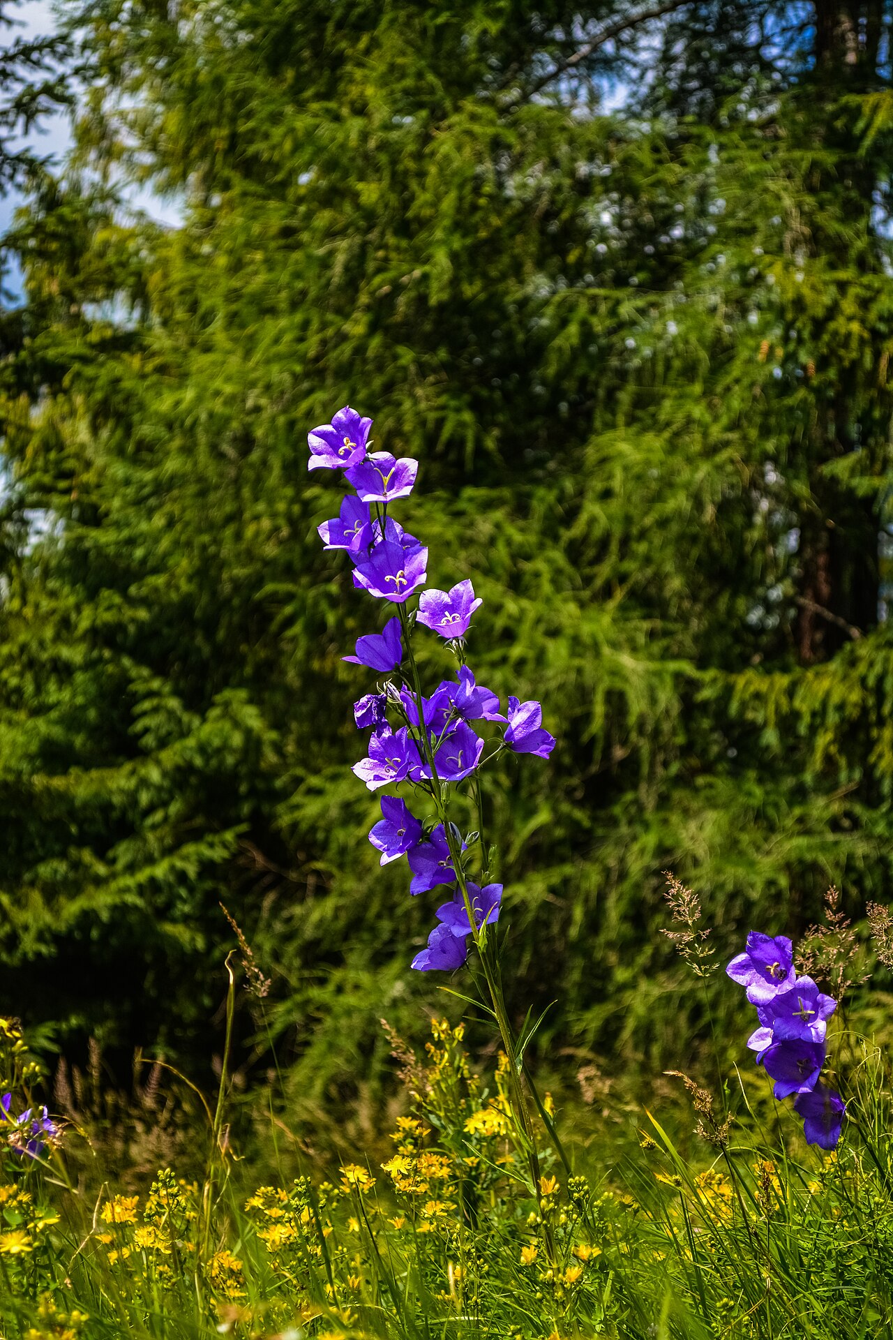 Campanula serrata: Ide o karpatský endemit, vyskytuje sa v Poľsku, Slovensku, Ukrajine a Rumunsku. Rastie na lúkach a svetlých stanoviskách v lesoch a kosodrevine subalpínskeho a