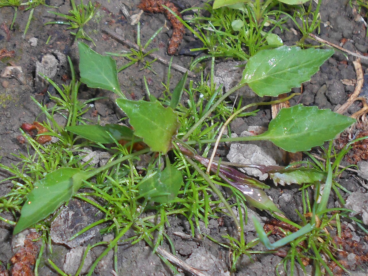 Campanula serrata: Dzwonek piłkowany ( Campanula serrata ), Ogród Botaniczny UMCS w Lublinie.