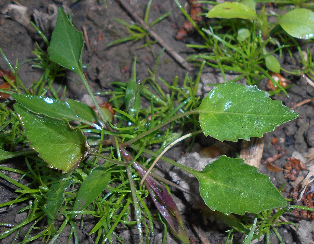 Campanula serrata: Dzwonek piłkowany ( Campanula serrata ), Ogród Botaniczny UMCS w Lublinie.