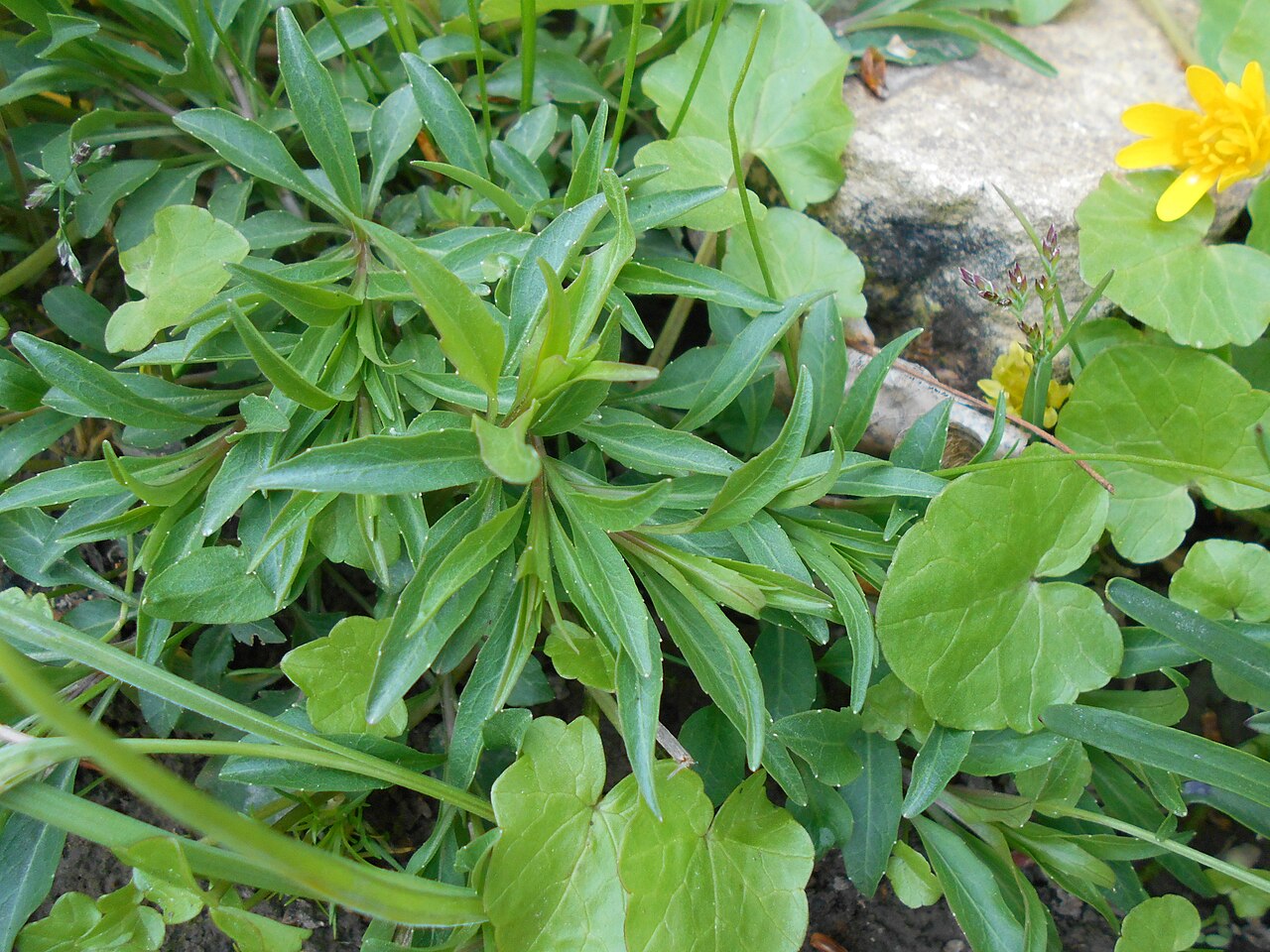 Campanula serrata: Dzwonek piłkowany ( Campanula serrata ), Ogród Botaniczny UMCS w Lublinie.