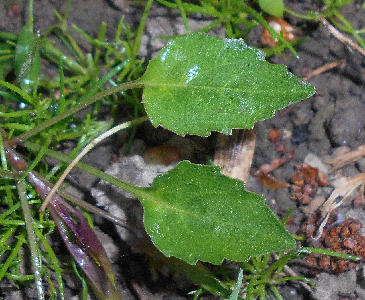 Campanula serrata: Dzwonek piłkowany ( Campanula serrata ), Ogród Botaniczny UMCS w Lublinie.