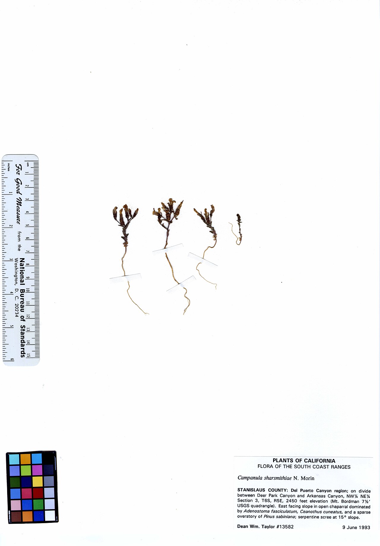 Mt. Hamilton bellflower: Campanula sharsmithiae