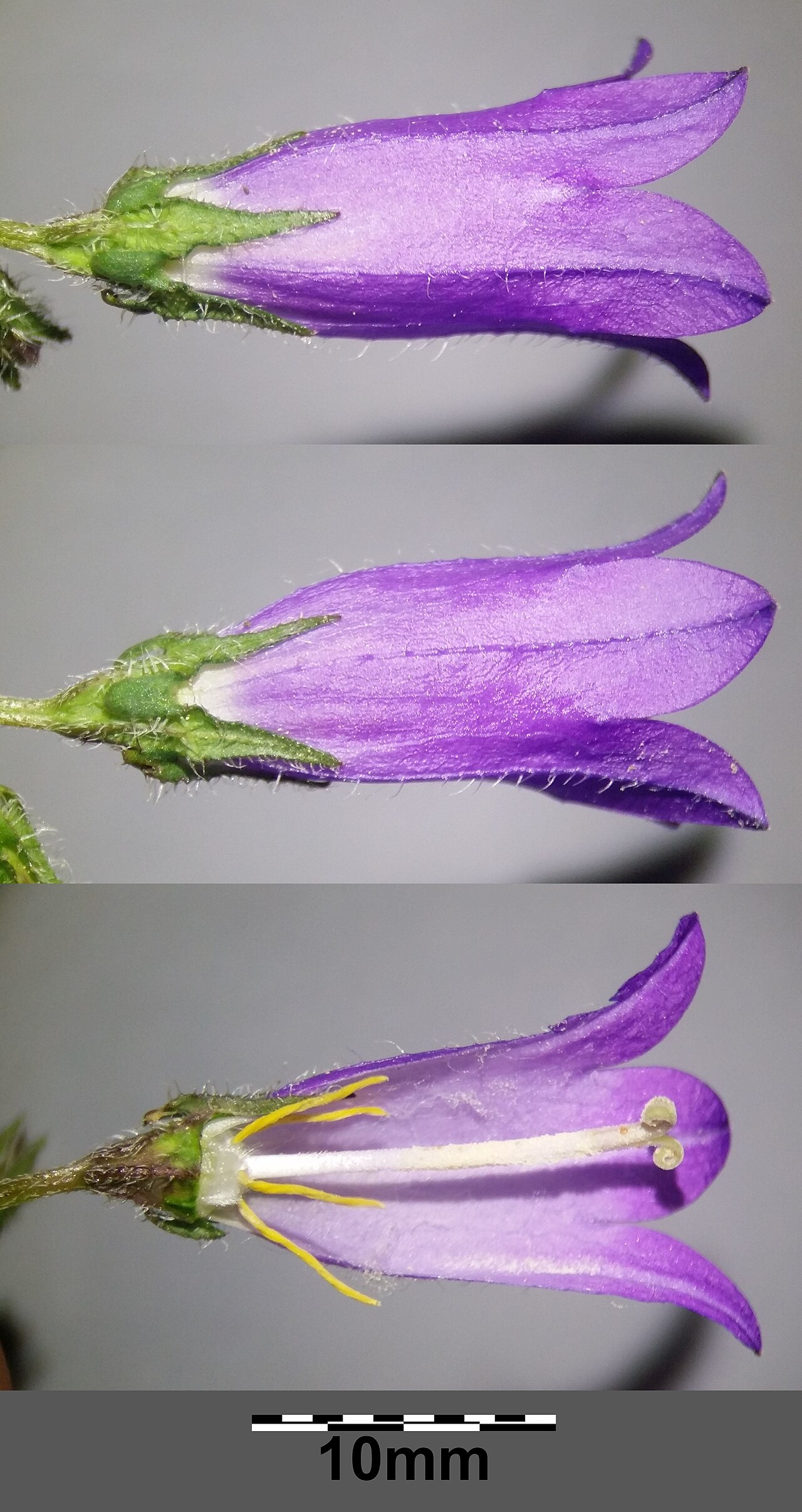 Campanula sibirica: Flower, below opened Taxon: Campanula sibirica (subsp. sibirica) ss Fischer et al. EfÖLS 2008 ISBN 978-3-85474-187-9 Location: Nature reserve Šibeničník near Mi