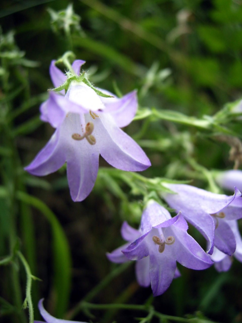 Campanula sibirica: Subclassis: Asteridae - Ordo: Asterales - Familia: Campanulaceae - Subfamilia: Campanuloideae - Genus: Campanula L. Species: Campanula sibirica L. Deutsch: Sibi