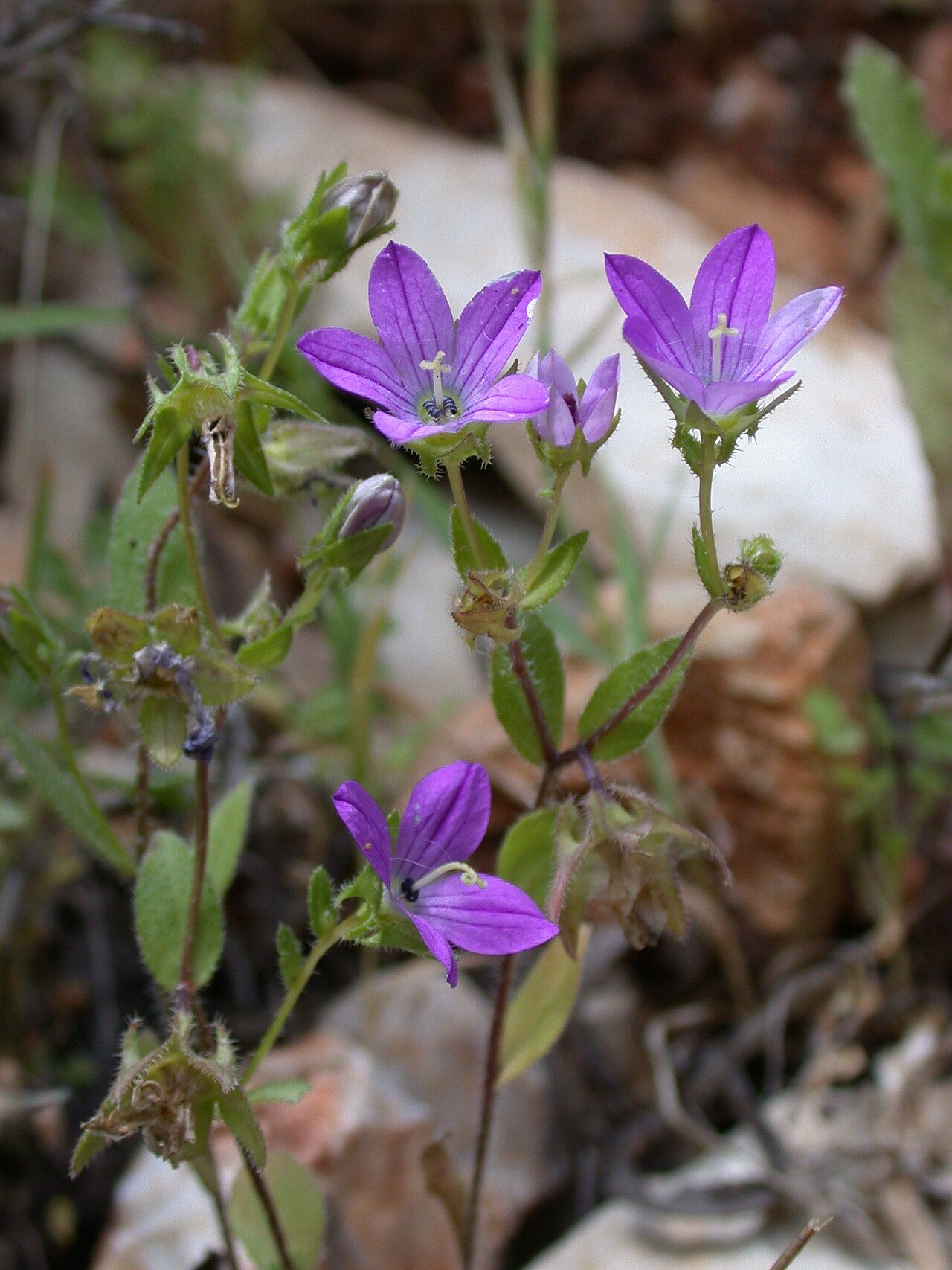 Campanula stellaris: Campanula stellaris Boiss., Upper Galilee, Israel, May 18 2006.