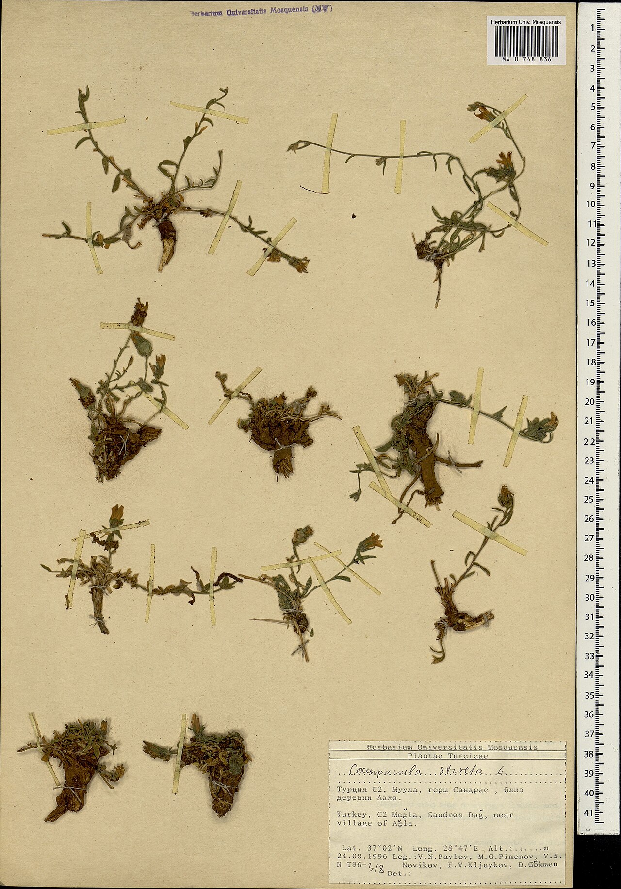Campanula stricta: Campanula stricta — Herbarium specimen from Турция C2, Муула, горы Сандрас, близ деревни Аала. == Turkey, C2, Muğla, Sandras Dağ, near village of Ağla., Türkiye
