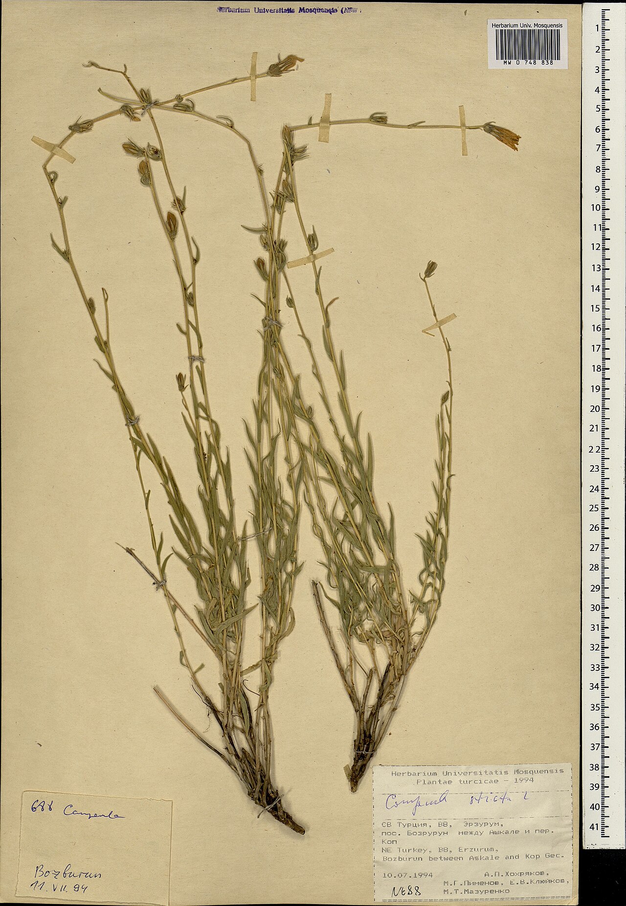 Campanula stricta: Campanula stricta — Herbarium specimen from Türkiye. Collected by Hohryakov A. P. (1994-07-10). Recorded in GBIF occurrence 1697866224 .