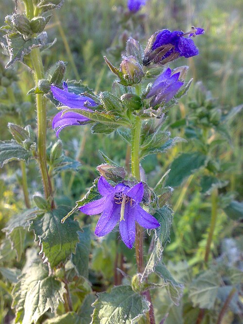 Bats in the belfry: Campanula trachelium