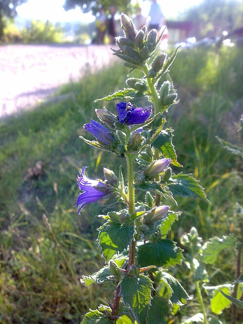 Bats in the belfry: Campanula trachelium