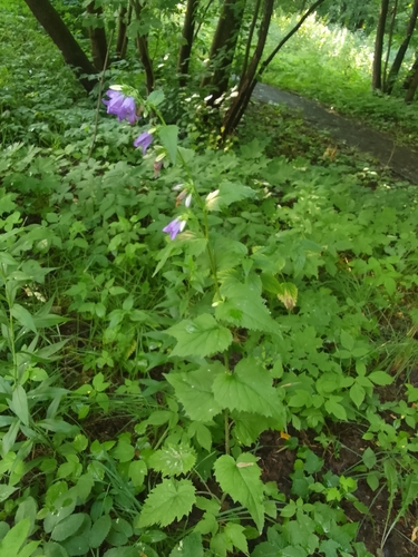 Bats in the belfry (Campanula trachelium)