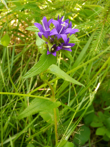 Bats in the belfry (Campanula trachelium)