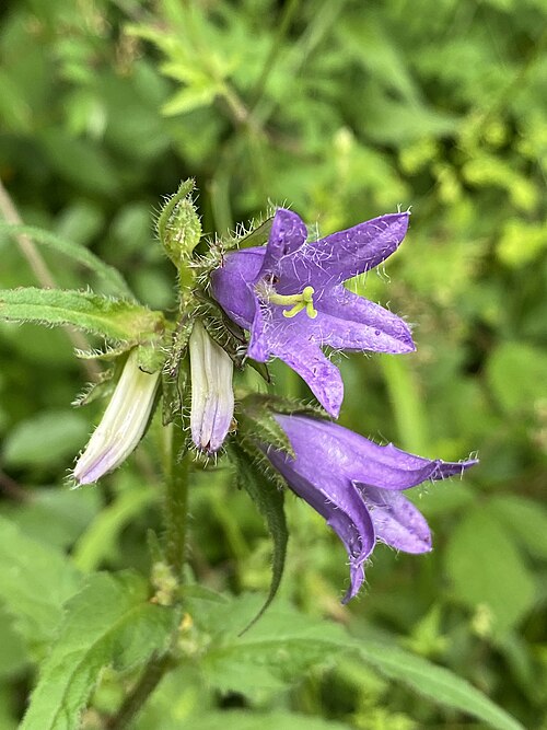 Bats in the belfry: Close-up of the 'nettle-leaved bellflower' (Campanula trachelium). A perennial plant that grows up to 110 centimeters in height. Characteristics are the hairine