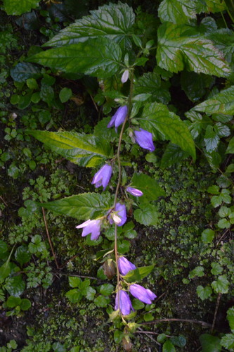 Bats in the belfry (Campanula trachelium)