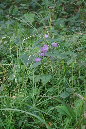 Bats in the belfry (Campanula trachelium)