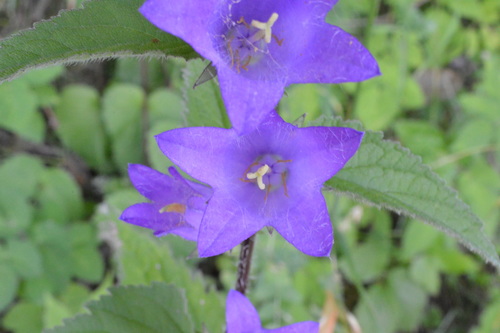 Bats in the belfry (Campanula trachelium)