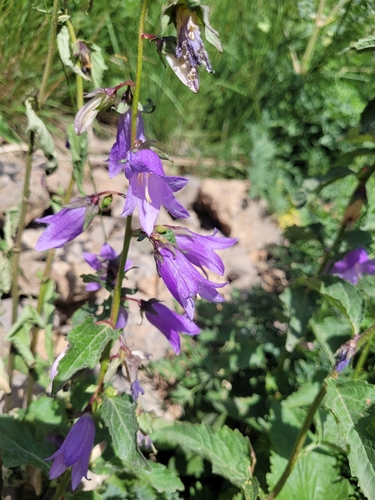 Bats in the belfry (Campanula trachelium)