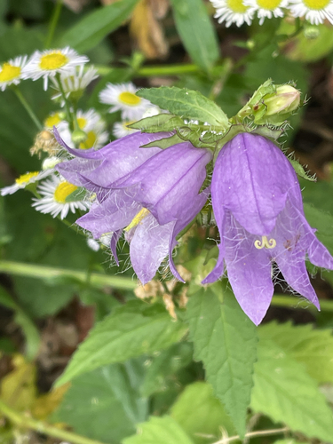 Bats in the belfry (Campanula trachelium)