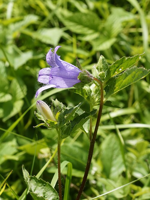 Bats in the belfry: Nettle-leaved Bellflower, close to Visp, Wallis, Switzerland
