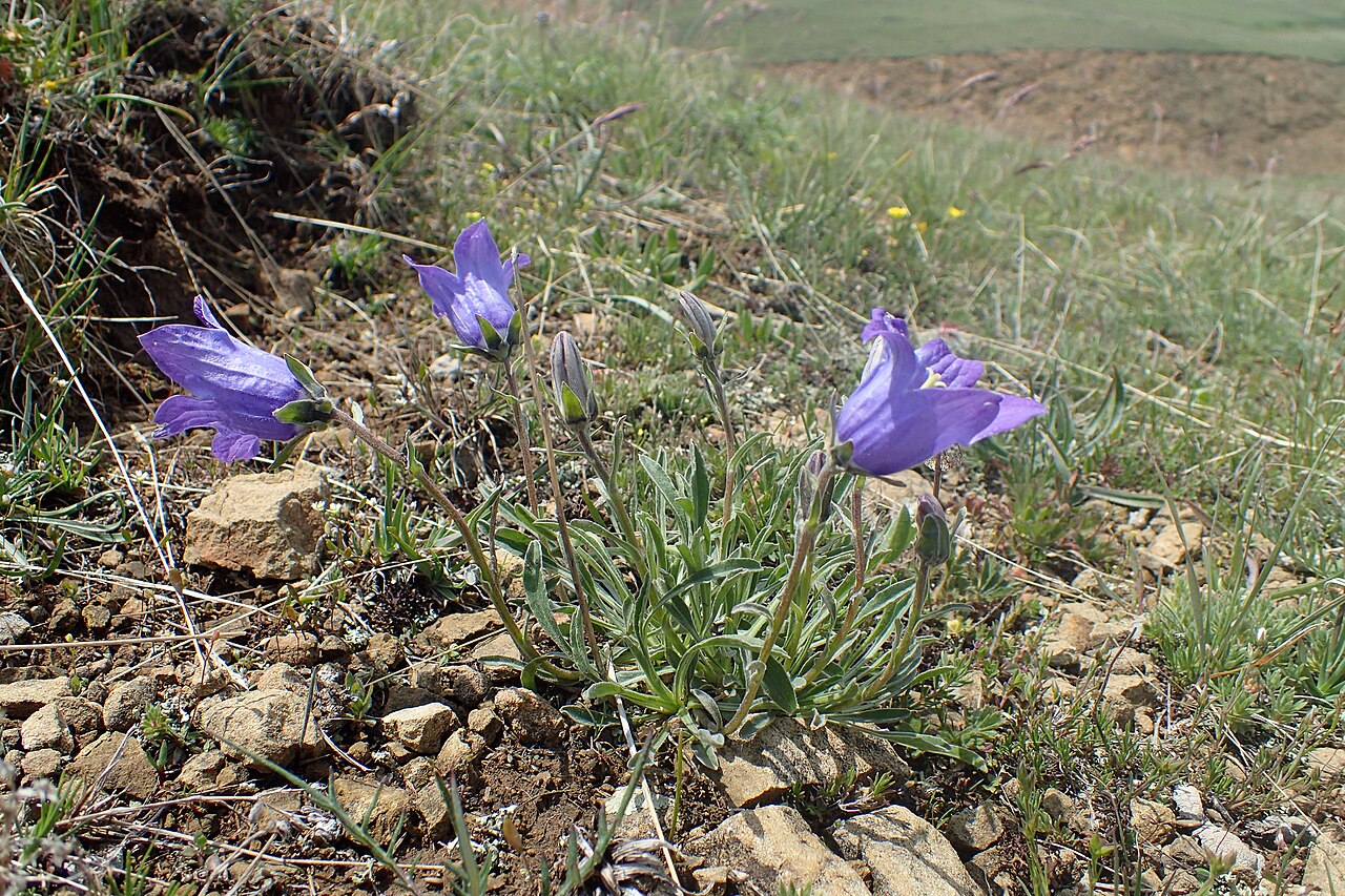 Toothed bellflower: Campanula tridentata in vicinity of Pokrashen, Armenia