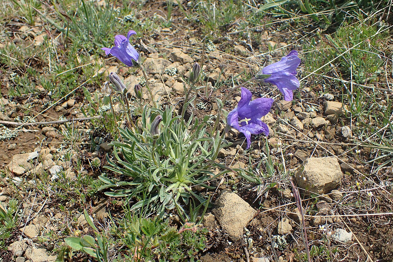 Toothed bellflower: Campanula tridentata in vicinity of Pokrashen, Armenia