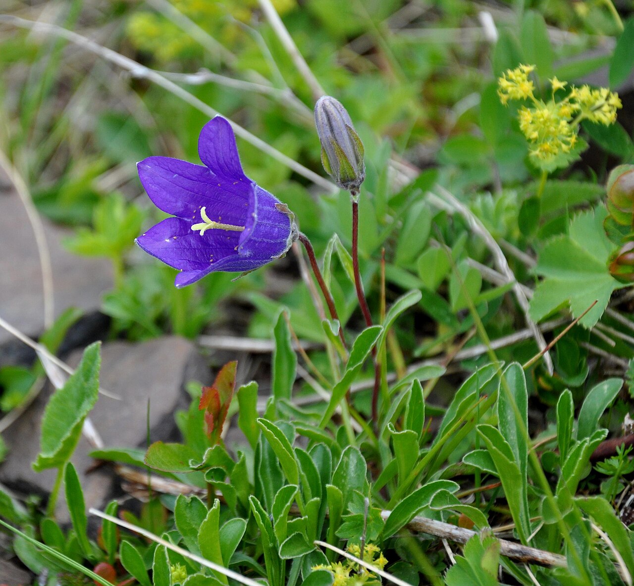 Toothed bellflower: გადაღებულია დათვისჯვრის უღელტეხილზე