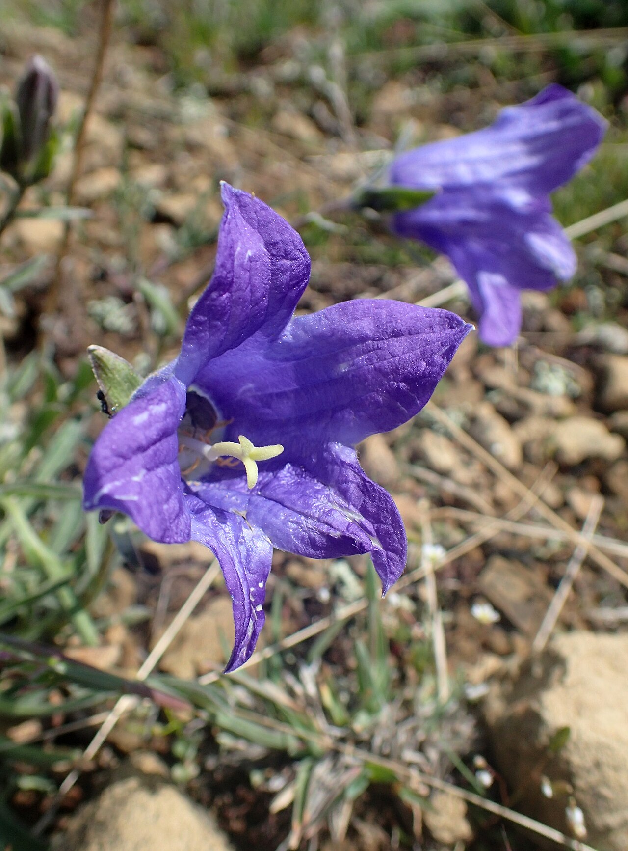 Toothed bellflower: Campanula tridentata in vicinity of Pokrashen, Armenia