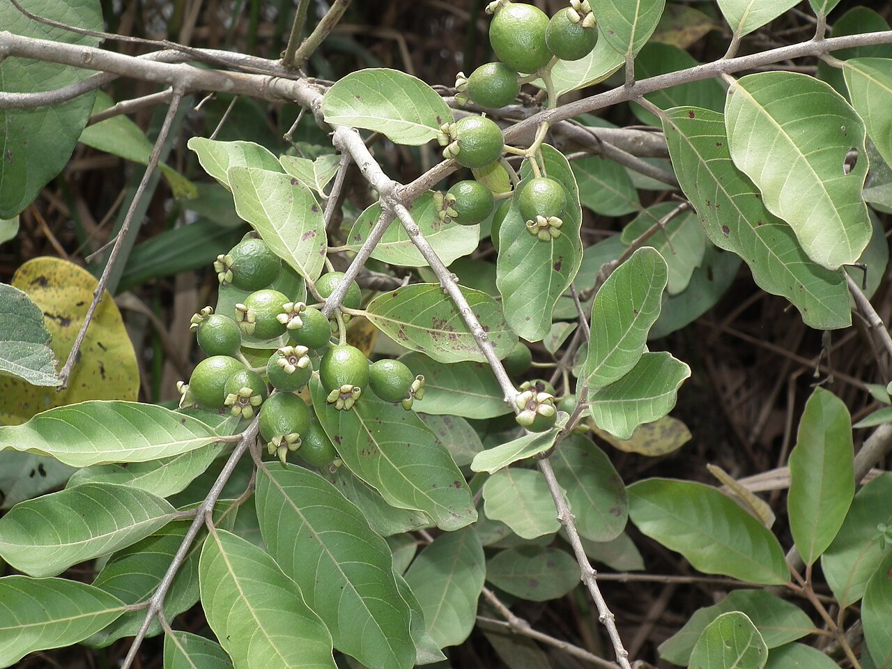 Campomanesia adamantium: Gabiroba, guabiroba ou guavira é o fruto produzido pela gabirobeira, um arbusto silvestre que cresce nos campos e pastagens do cerrado brasileiro.