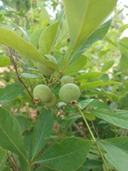 Campomanesia adamantium (Campomanesia adamantium)