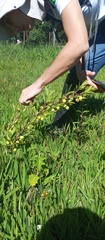 Campomanesia adamantium (Campomanesia adamantium)