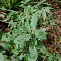 Campomanesia adamantium (Campomanesia adamantium)