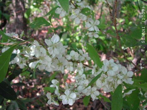 Campomanesia adamantium (Campomanesia adamantium)