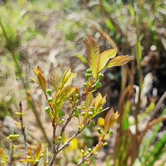 Campomanesia adamantium (Campomanesia adamantium)