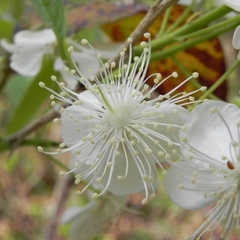 Campomanesia adamantium (Campomanesia adamantium)