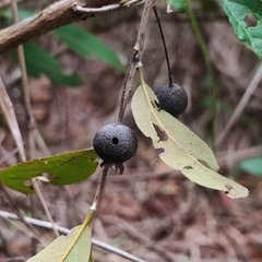 Campomanesia adamantium (Campomanesia adamantium)