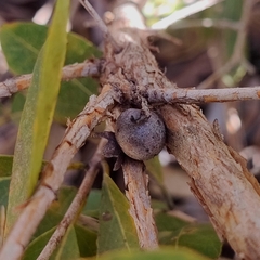 Campomanesia adamantium (Campomanesia adamantium)
