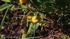 Campomanesia adamantium (Campomanesia adamantium)