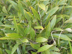 Campomanesia adamantium (Campomanesia adamantium)