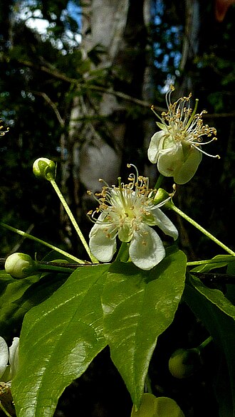 Campomanesia aromatica: Campomanesia aromatica (Aubl.) Griseb.