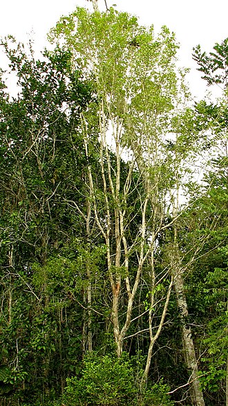 Campomanesia aromatica: Campomanesia aromatica (Aubl.) Griseb.