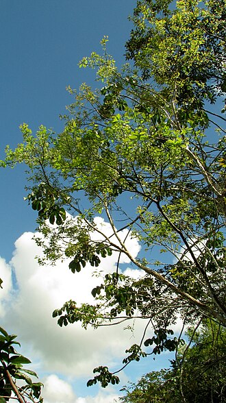 Campomanesia aromatica: Campomanesia aromatica (Aubl.) Griseb.