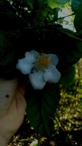 Campomanesia dichotoma (Campomanesia dichotoma)
