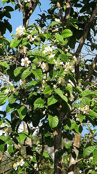 Campomanesia dichotoma: Campomanesia dichotoma (O. Berg) Mattos