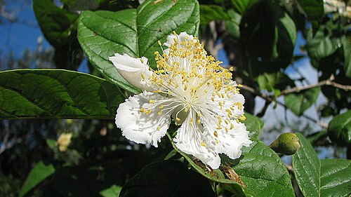 Campomanesia dichotoma: Campomanesia dichotoma (O. Berg) Mattos