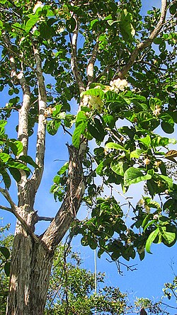 Campomanesia dichotoma: Campomanesia dichotoma (O. Berg) Mattos