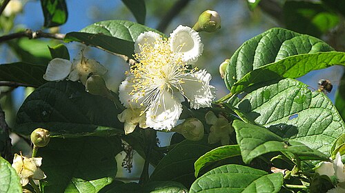 Campomanesia dichotoma: Campomanesia dichotoma (O. Berg) Mattos
