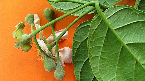 Campomanesia dichotoma: Campomanesia dichotoma (O. Berg) Mattos