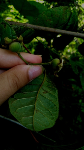 Campomanesia dichotoma (Campomanesia dichotoma)