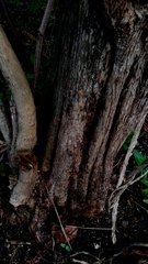 Campomanesia dichotoma (Campomanesia dichotoma)